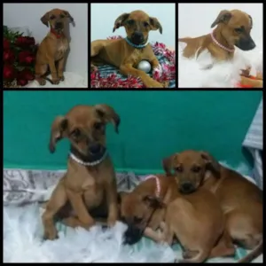 Cachorro raça Sem raça definida idade 2 a 6 meses nome Vários