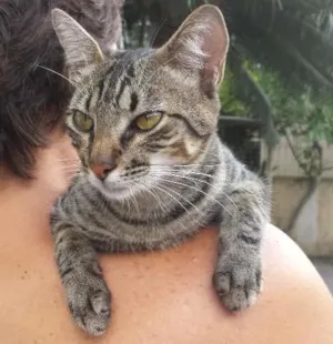 Gato raça RND idade 7 a 11 meses nome Nino