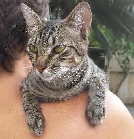 Gato ra a RND idade 7 a 11 meses nome Nino