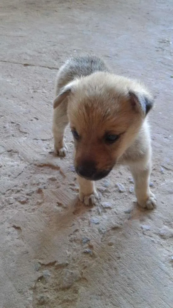 Cachorro ra a Sem raça definida idade Abaixo de 2 meses nome Spyrki