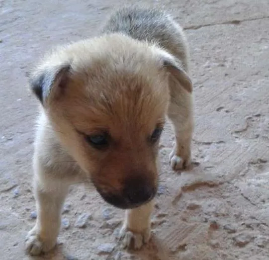 Cachorro ra a Sem raça definida idade Abaixo de 2 meses nome Spyrki