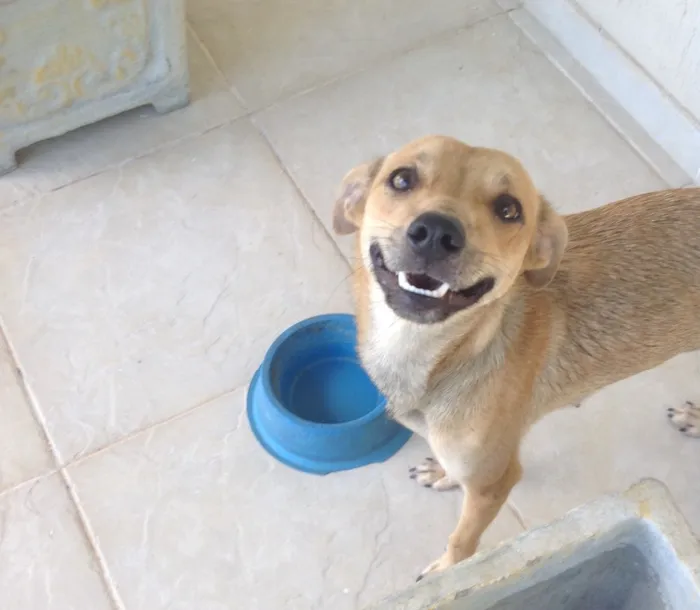 Cachorro ra a Sem raça idade 2 anos nome Menina