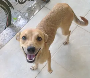 Cachorro raça Sem raça idade 2 anos nome Menina