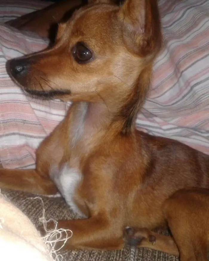 Cachorro ra a Pinscher idade 7 a 11 meses nome Nina