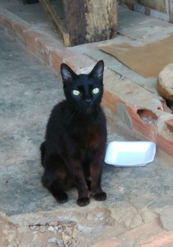 Gato ra a SRD idade 1 ano nome Dentinho