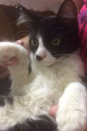 Gato raça SRD idade Abaixo de 2 meses nome Gatinhos