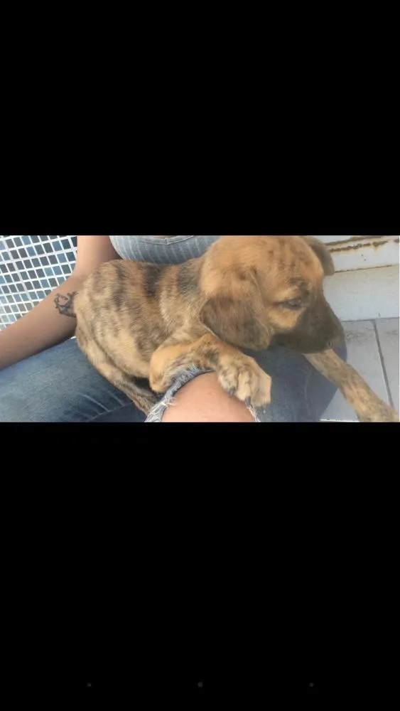 Cachorro raça Não sei idade 2 a 6 meses nome Não tem