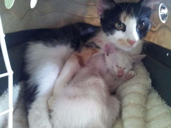 Gato raça srd idade 2 a 6 meses nome sem nome