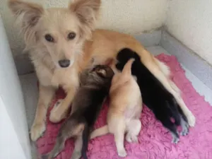 Cachorro raça  idade Abaixo de 2 meses nome Bolinha