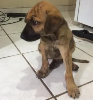 Cachorro raça Não sei idade 2 a 6 meses nome Não tem