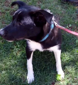 Cachorro raça  idade 2 a 6 meses nome Oliver