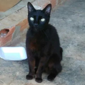 Gato raça SRD idade 1 ano nome Dentinho