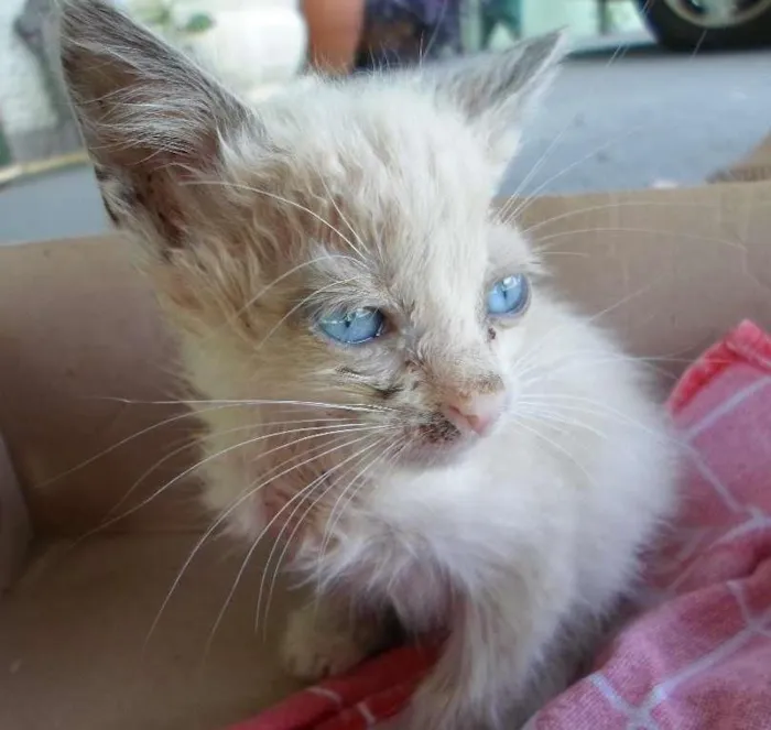 Gato ra a não sei idade 2 a 6 meses nome Marie 