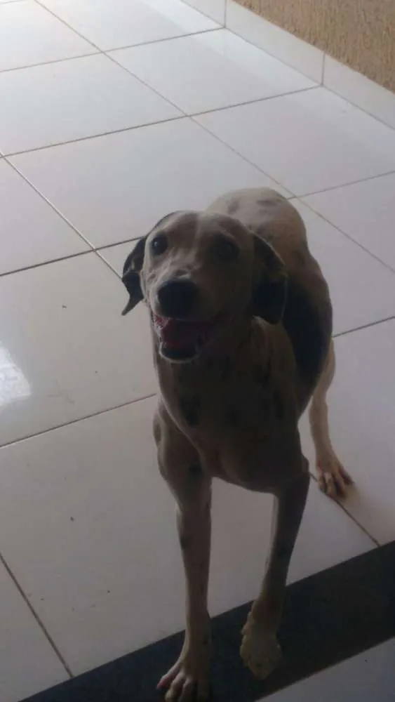 Cachorro ra a Dálmata  idade 7 a 11 meses nome Latrel
