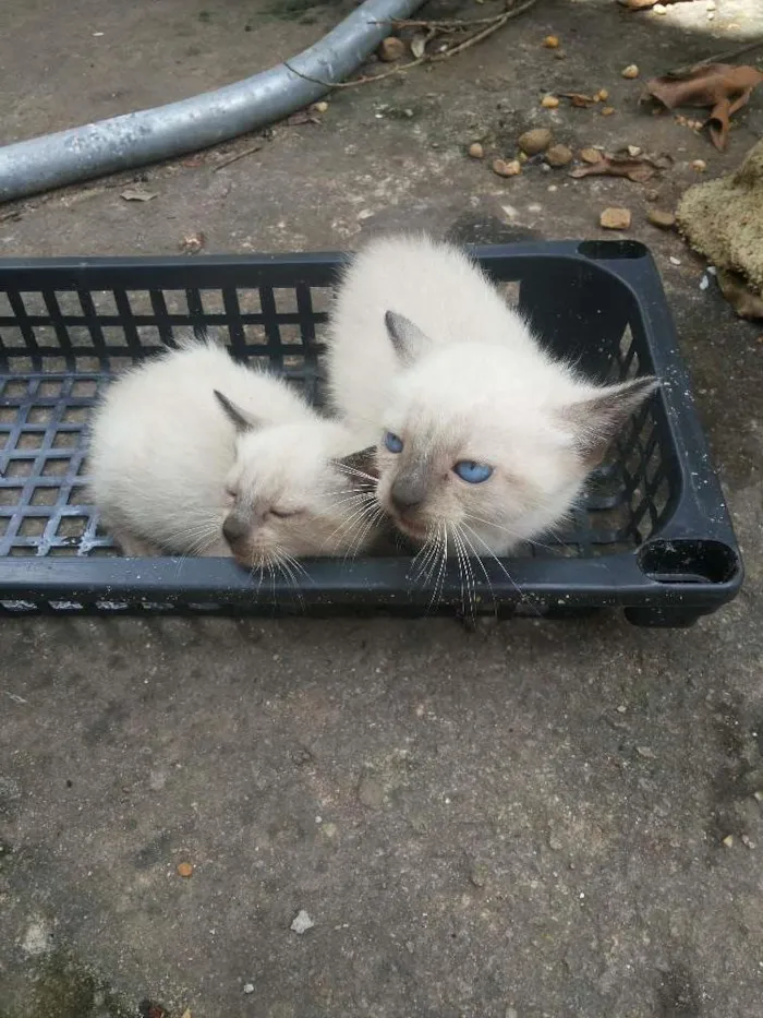 Gato raça Siamês idade Abaixo de 2 meses nome Sem nome