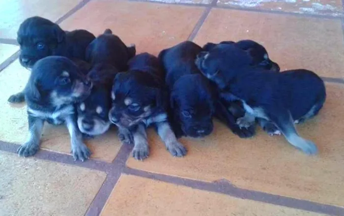 Cachorro ra a Rottweiler Misto idade 2 a 6 meses nome -