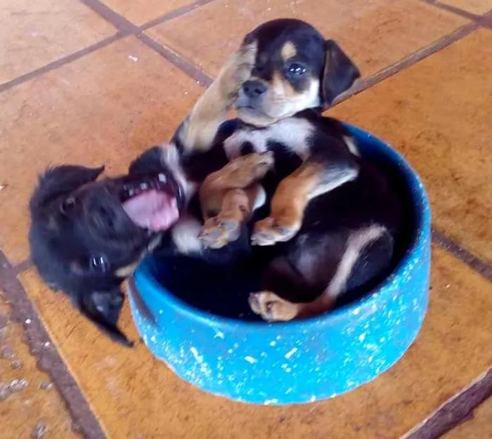 Cachorro ra a Rottweiler Misto idade 2 a 6 meses nome -