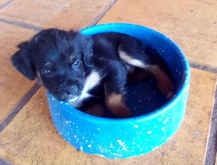 Cachorro ra a Rottweiler Misto idade 2 a 6 meses nome -