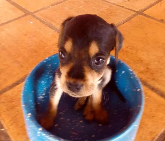 Cachorro ra a Rottweiler Misto idade 2 a 6 meses nome -