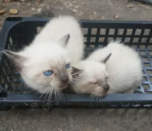 Gato raça Siamês idade Abaixo de 2 meses nome Sem nome