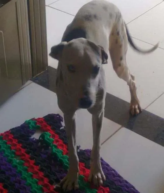 Cachorro ra a Dálmata  idade 7 a 11 meses nome Latrel