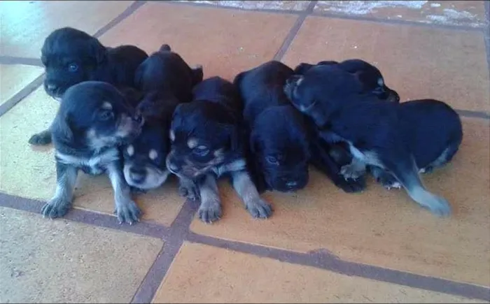 Cachorro ra a Rottweiler Misto idade Abaixo de 2 meses nome -