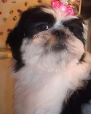 Cachorro raça shitzu idade 6 ou mais anos nome belinha