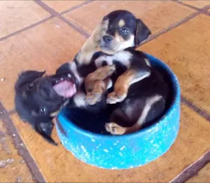 Cachorro raça Rottweiler Misto idade Abaixo de 2 meses nome -