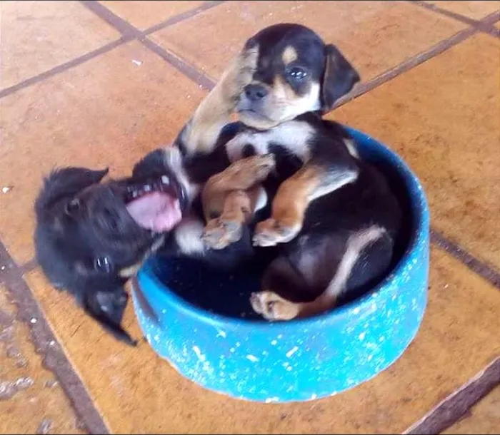 Cachorro ra a Rottweiler Misto idade Abaixo de 2 meses nome -