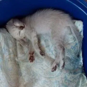 Gato ra a  idade Abaixo de 2 meses nome Filhotes