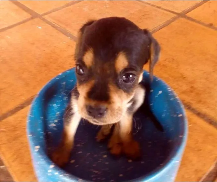 Cachorro ra a Rottweiler Misto idade Abaixo de 2 meses nome -