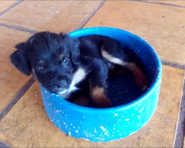Cachorro ra a Rottweiler Misto idade Abaixo de 2 meses nome -