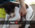 Rubi