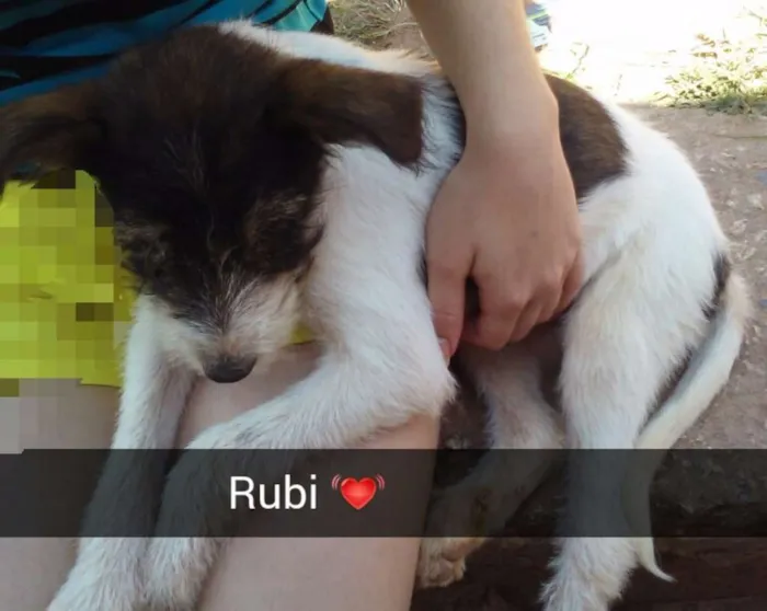 Cachorro raça  idade 7 a 11 meses nome Rubi