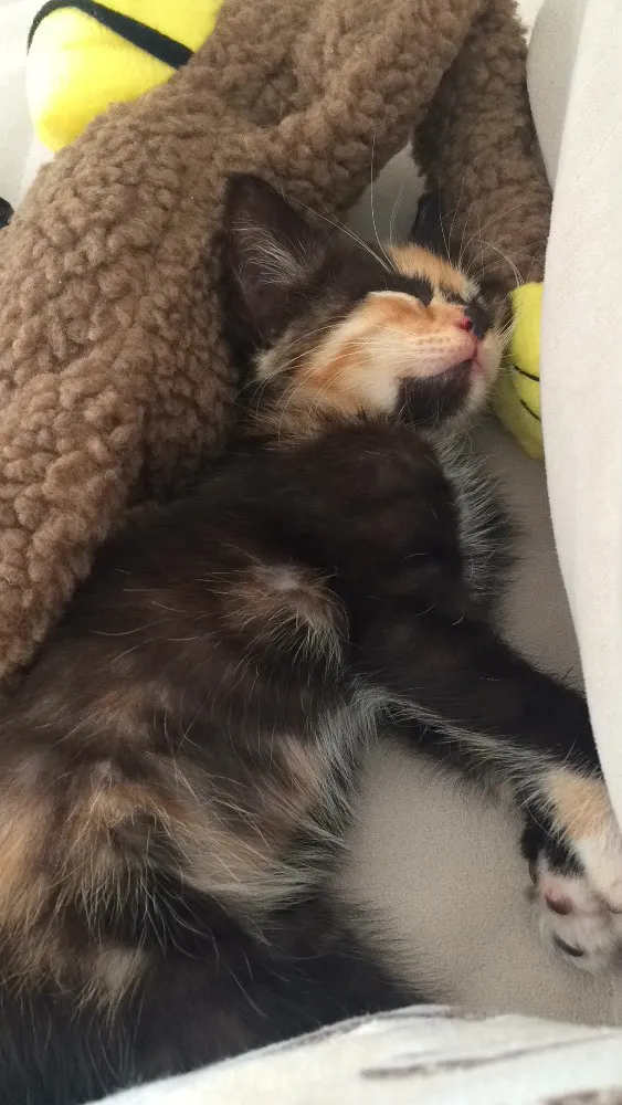 Gato ra a Viralata idade Abaixo de 2 meses nome Sem nome