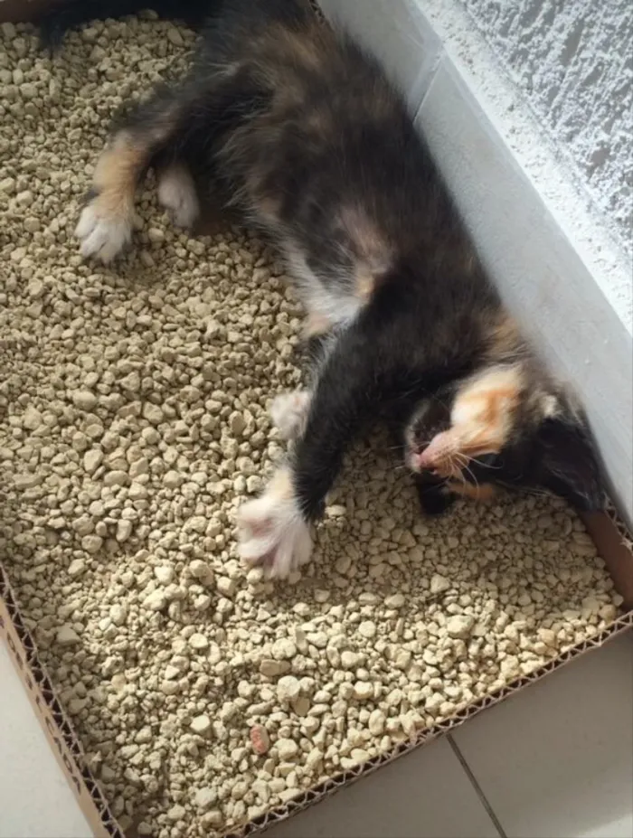 Gato ra a Viralata idade Abaixo de 2 meses nome Sem nome