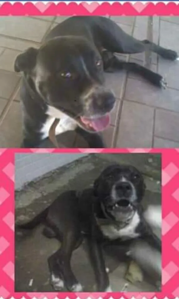 Cachorro ra a Pitbul idade 6 ou mais anos nome Brusley