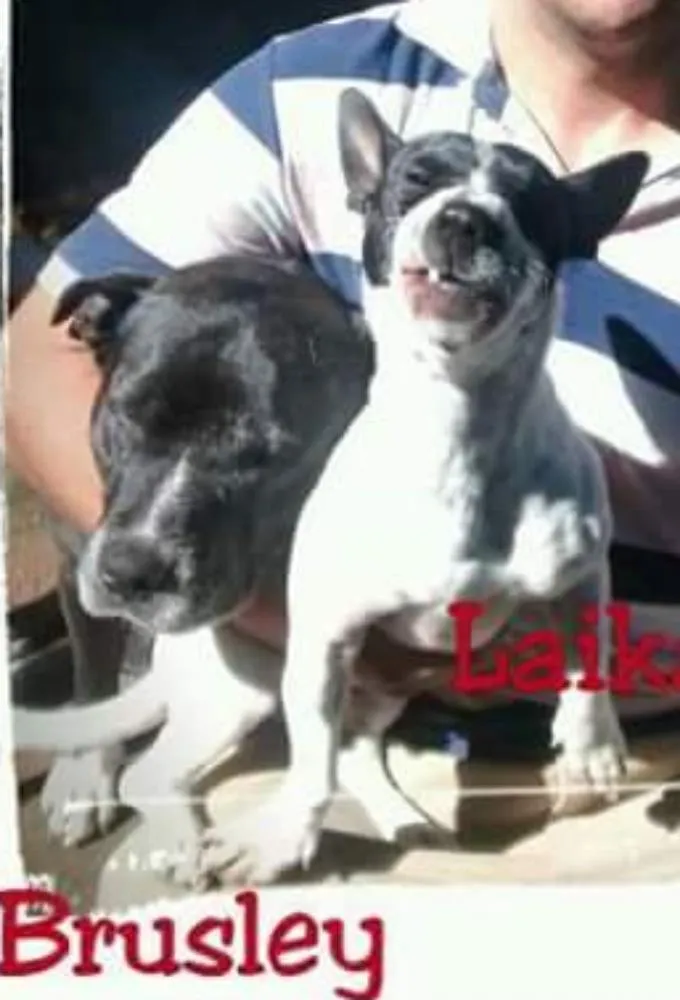 Cachorro ra a Pitbul idade 6 ou mais anos nome Brusley