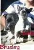 Cachorro raça Pitbul idade 6 ou mais anos nome Brusley