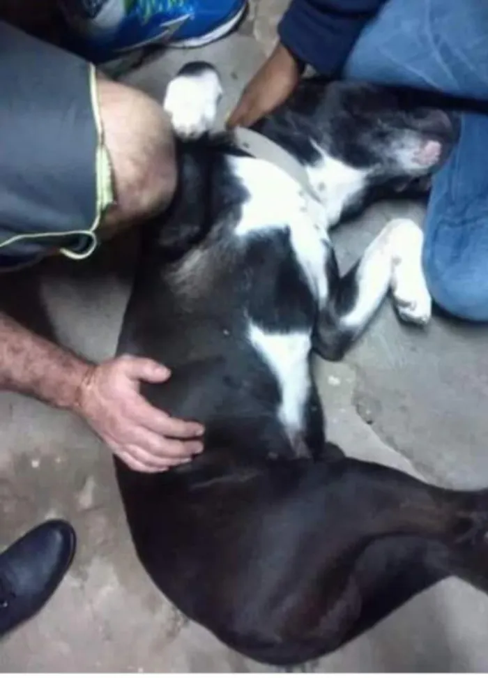 Cachorro ra a Pitbul idade 6 ou mais anos nome Brusley