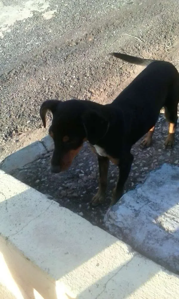 Cachorro raça indefinida idade 1 ano nome sem nome