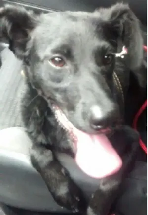 Cachorro raça SRD idade 7 a 11 meses nome Tita