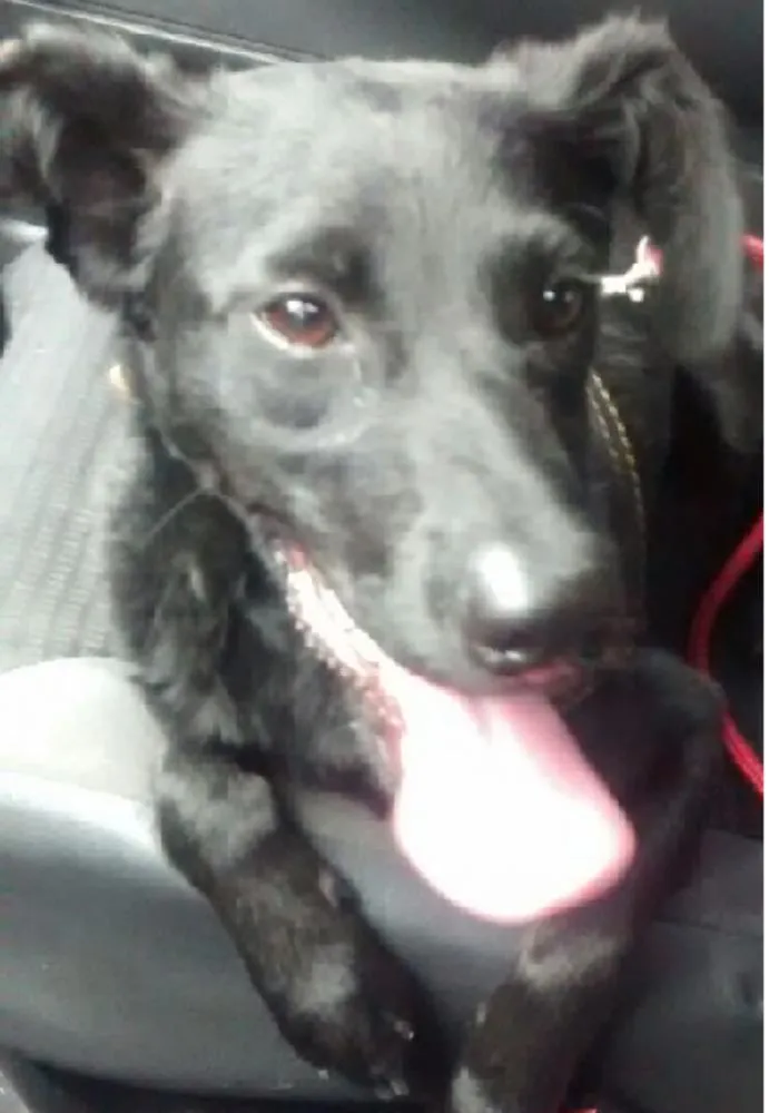 Cachorro ra a SRD idade 7 a 11 meses nome Tita