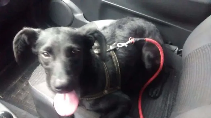 Cachorro ra a SRD idade 7 a 11 meses nome Tita