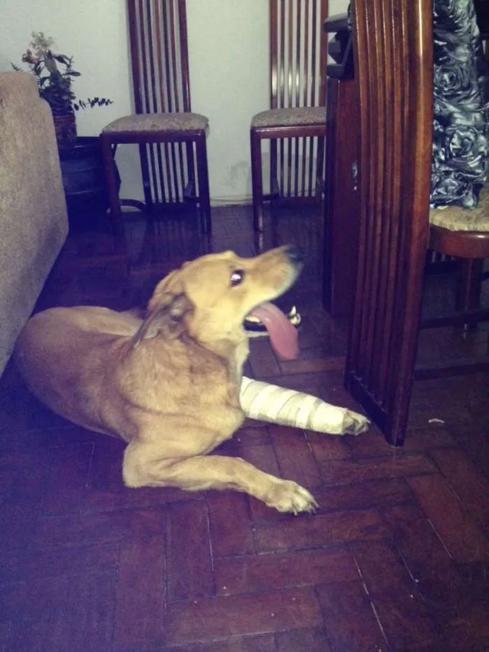Cachorro ra a indefinida idade 2 anos nome Lobo