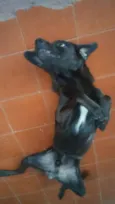 udi 
