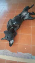 udi 