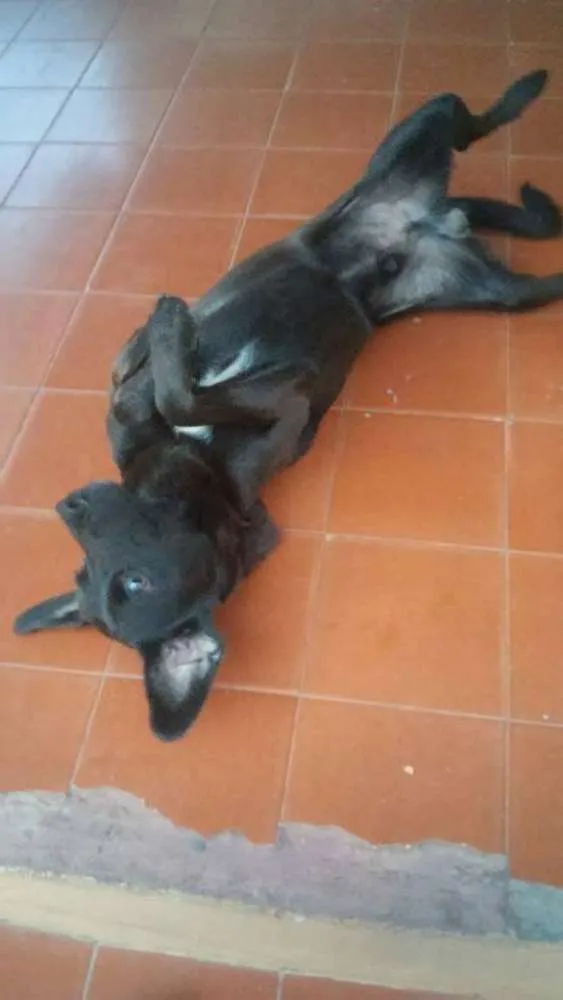 Cachorro ra a viralata  idade 1 ano nome udi 