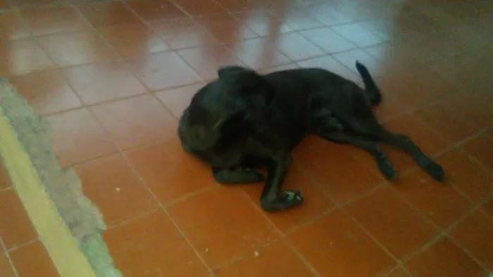 Cachorro ra a viralata  idade 1 ano nome udi 