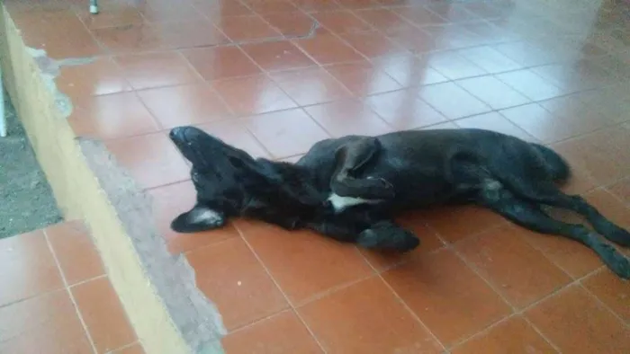 Cachorro ra a viralata  idade 1 ano nome udi 